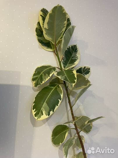 Фикус Эластика Тинеке 200 см
