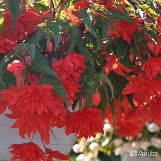 Бегония махровая ампельная