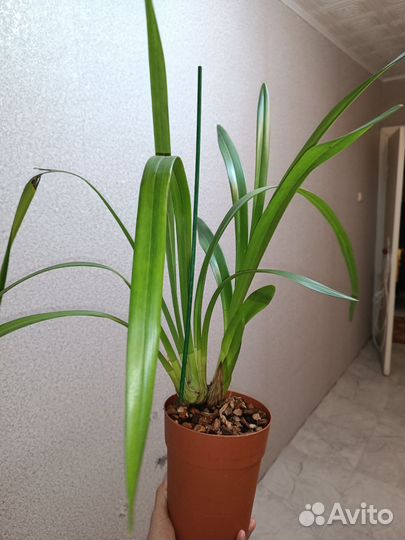 Орхидея цимбидиум