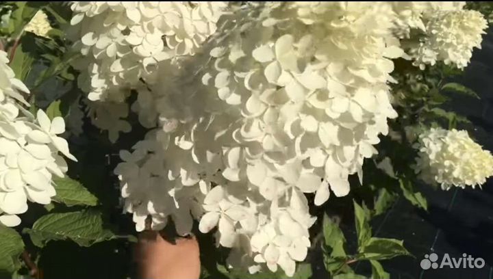 Гортензия метельчатая Фантом