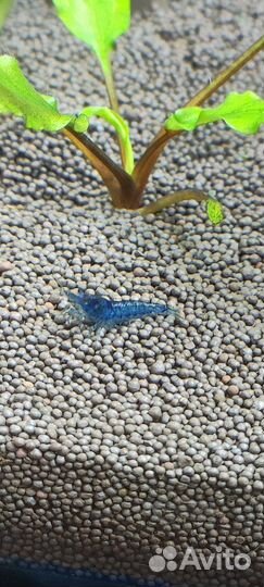 Аквариумные креветки, мексиканские раки, укрытия