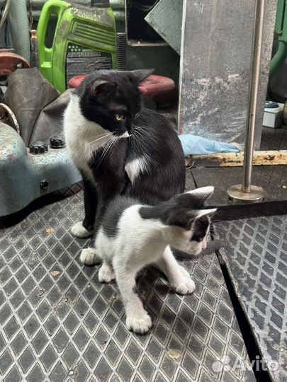 Котенок в добрые руки