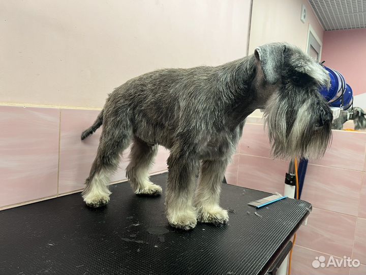 Грумер. Стрижка собак кошек