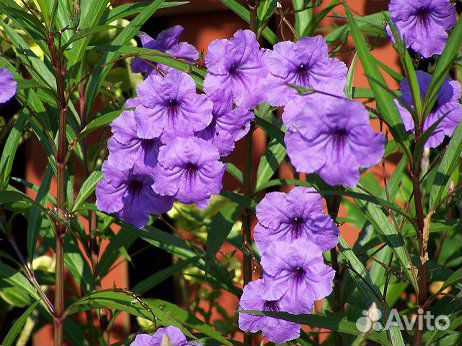 Руэллия (олеандр голубой)