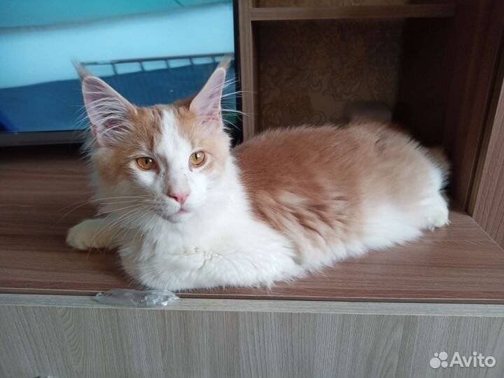 Мейн-кун котик Марсель