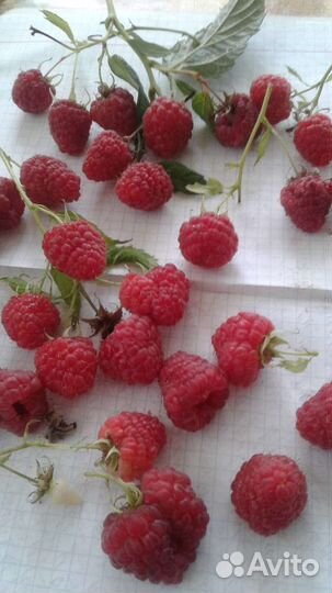 Саженцы малины