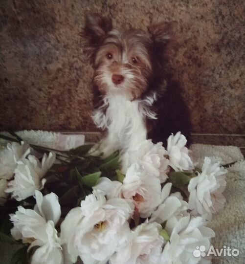 Ласковый и нежный