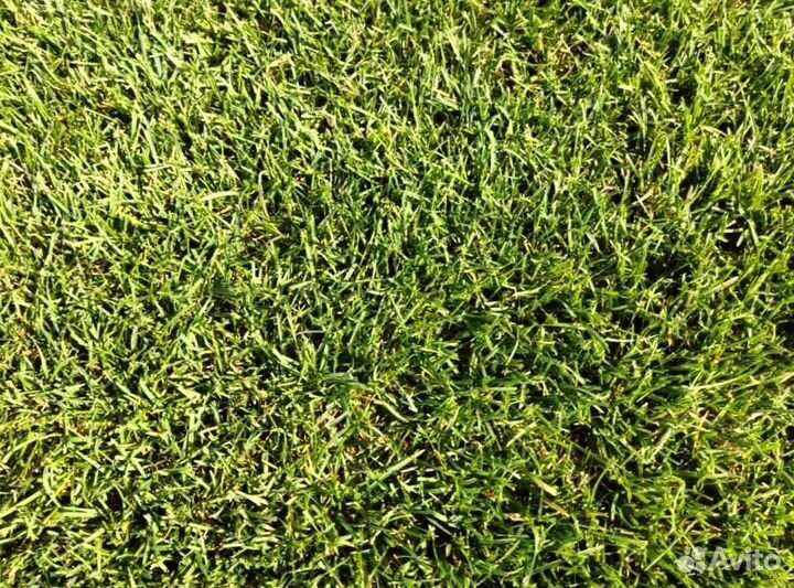 Рулонный газон