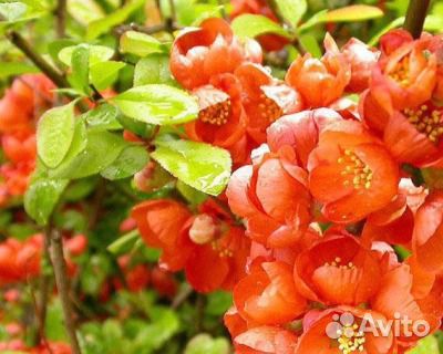 Айва японская - хеномелис