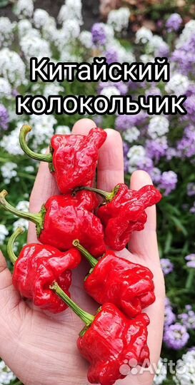Семена коллекционных острых перцев