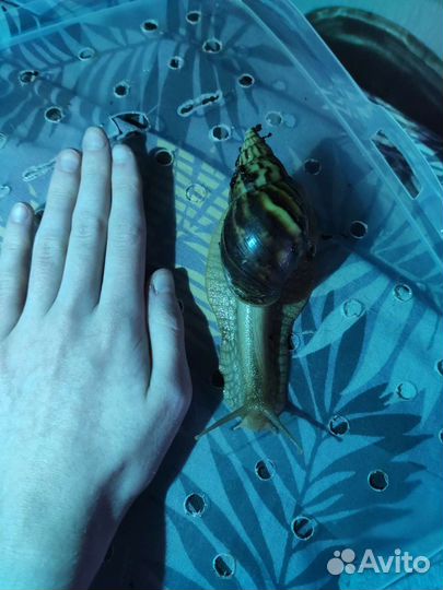 Улитки ахатины