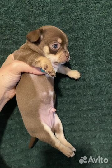 Лиловые и шоколадные щенки чихуахуа