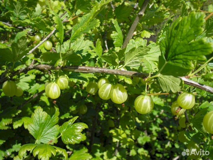 Саженцы крыжовника Снежана