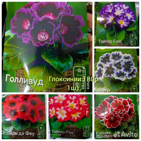 Глоксиния клубни