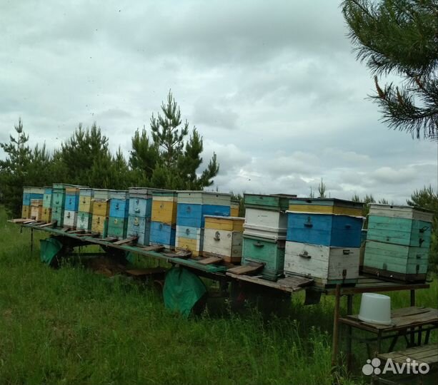 Продается пасека