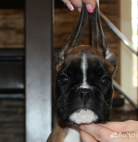 Яркие Щенки Немецкого Боксера