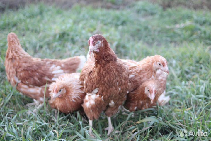 Куры Несушки