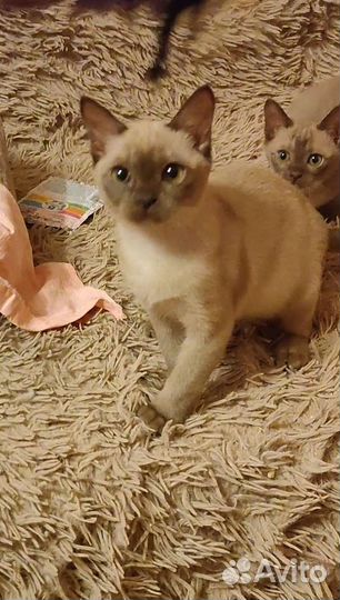 Бурманская кошка