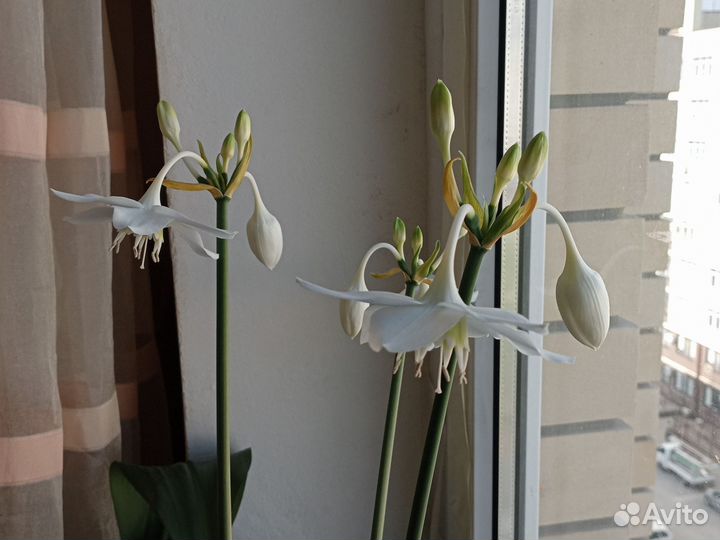 Эухарис амазонская лилия