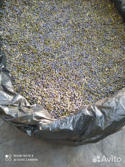 Лаванда цветы