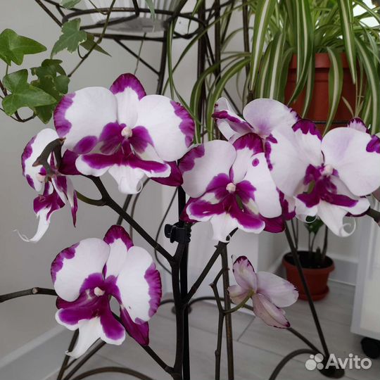 Орхидеи Фаленопсисы