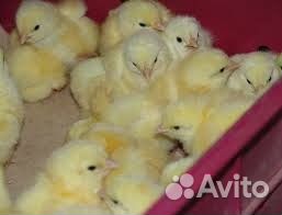 Цыплята суточные Орпингтон