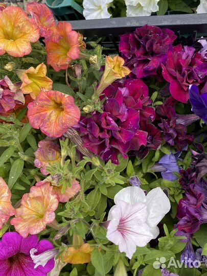 Петунья рассада