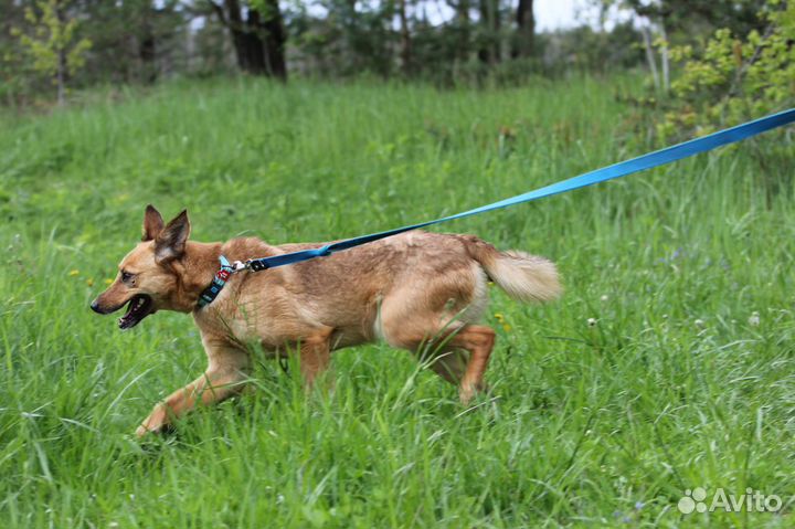 Собака Скалли