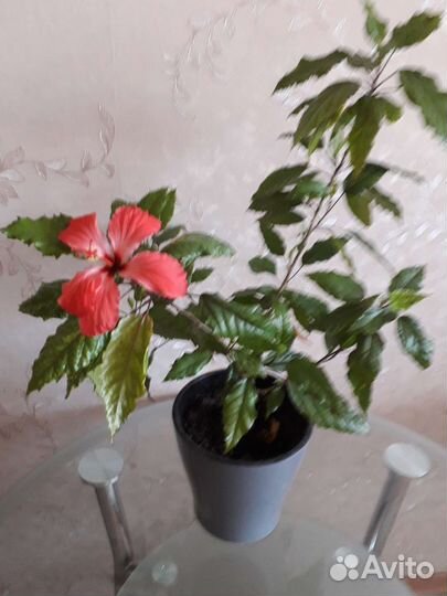 Гибискус, герань каманула махровая