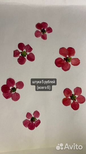 Сухоцветы для творчества