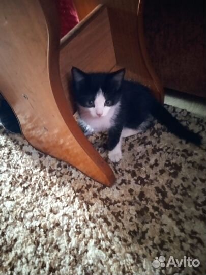 Котята в добрые руки даром