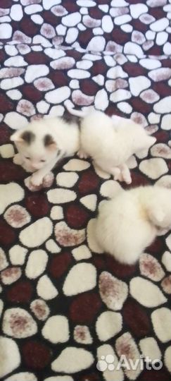 Котята