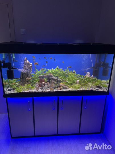Аквариум под ключ 544л