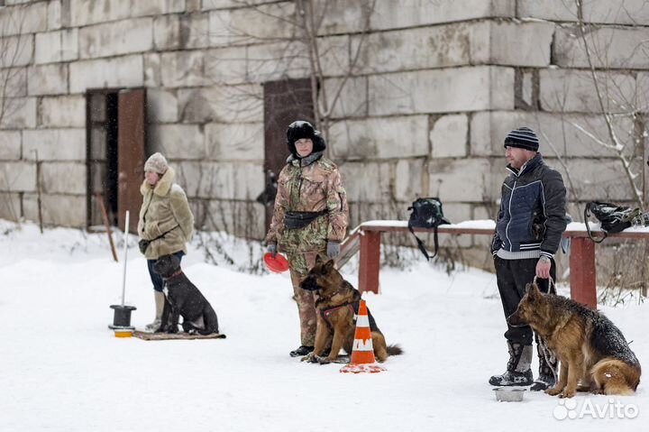 Дрессировка собак в Клубе Служебного Собаководства