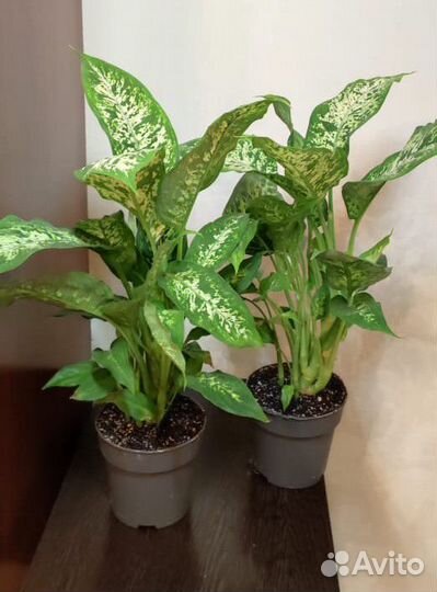 Диффенбахия