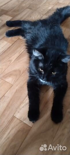 Кот в добрые руки