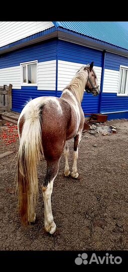 Овцы, лошади