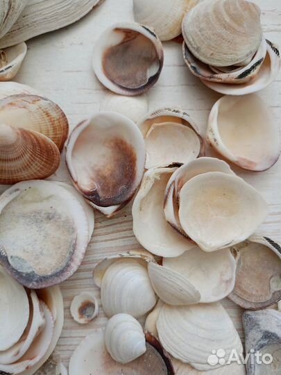 Мох в аквариум. Куча ракушек