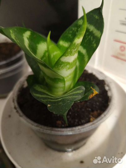 Драгоценная орхидея, Сансевиерия (сансевьера) Хана