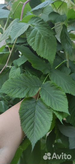 Саженцы ремонтантной малины