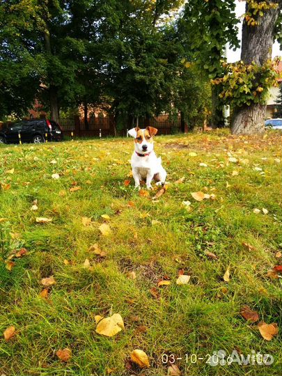 Джек Рассел терьер. Вязка