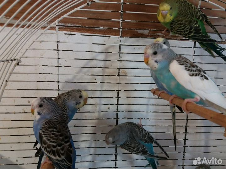 Волнистые попугайчики