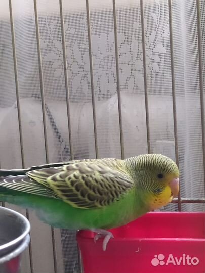 Птенцы волнистый попугай