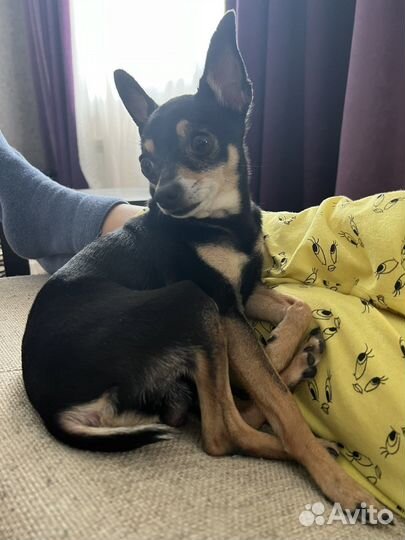 Случка (вязка) Той-терьер