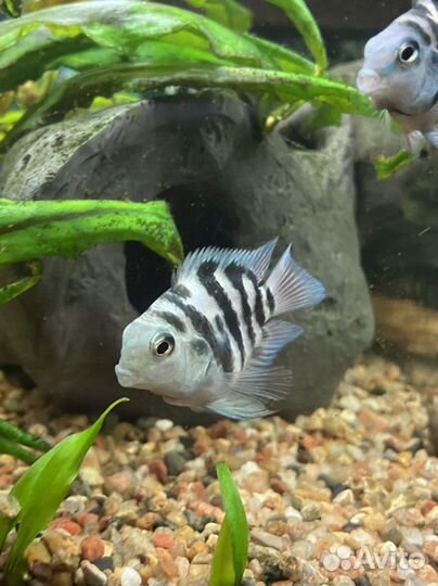 Аквариумные рыбки