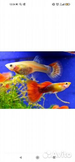 Аквариумные рыбки