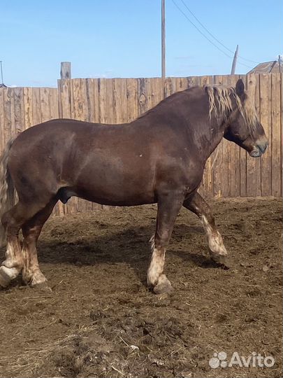 Жеребец тяжеловоз советский