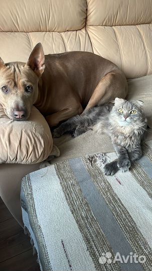 Шотландский кот вязка