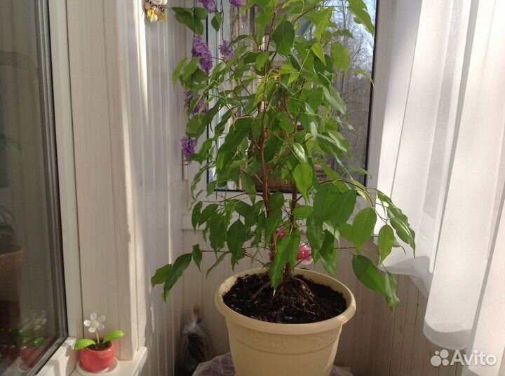 Фикус большой мелколистный