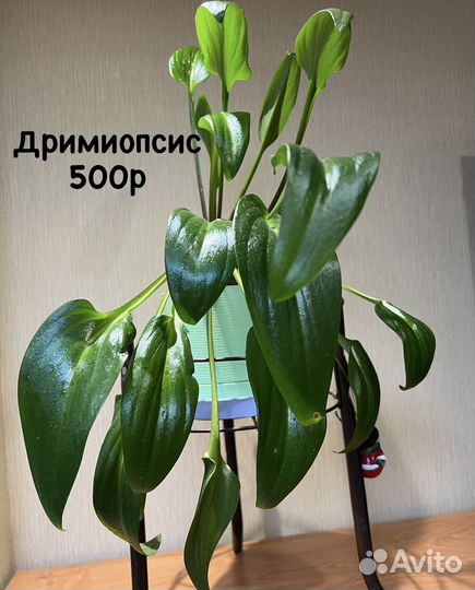 Комнатные растения разные